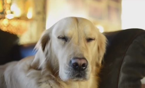 K9FM: Essa r&aacute;dio &eacute; pra cachorro