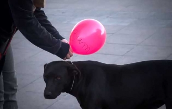 Cachorros de rua 'invis&iacute;veis'