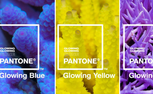 Paleta de cores inspirada em corais com risco de extin&ccedil;&atilde;o 