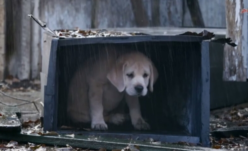 Budweiser em: &ldquo;Lost Dog&rdquo;