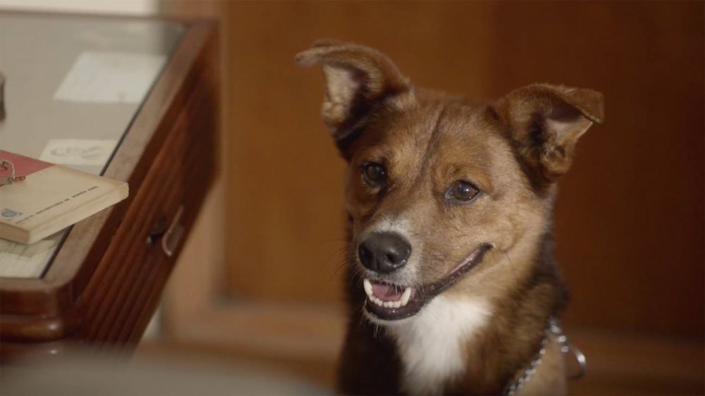 O homem e o c&atilde;o