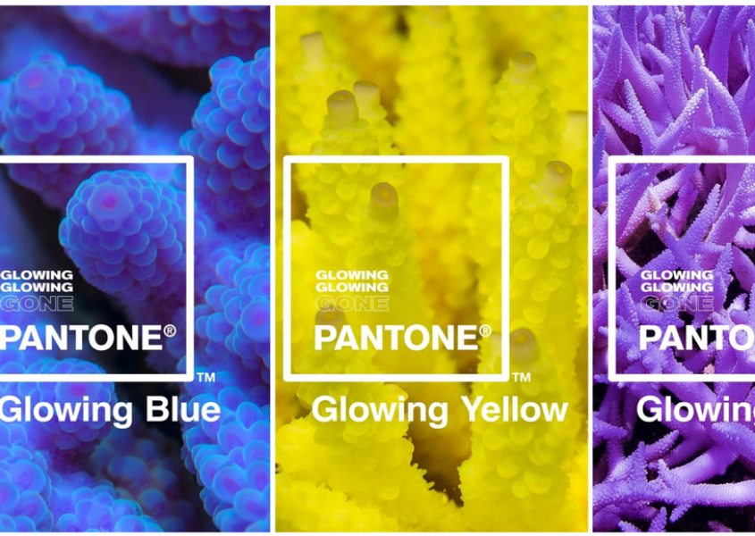 Paleta de cores inspirada em corais com risco de extin&ccedil;&atilde;o 