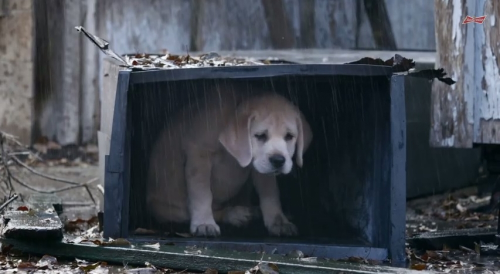 Budweiser em: &ldquo;Lost Dog&rdquo;